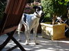 Pointer Foto: Samy 7 Monate (ID 34430) Pointer Hund