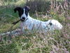 Pointer Foto: Samy von Samos (ID 34449) Pointer Hund