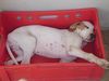 Pointer Foto: Apache/World\\\\\\\\\\\\\\\'s End Pointers (ID 42487) Pointer Hund