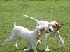 Pointer Foto: alastair and apache/World\\\'s End Pointers (ID 42490) Pointer Hund