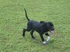 Pointer Foto: saress/World\\\\\\\'s End Pointers (ID 42491) Pointer Hund