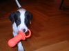 Pointer Foto: Alpha aus Valencia (ID 6826) Pointer Hund