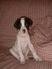Pointer Foto: Alpha aus Valencia (ID 6827) Pointer Hund