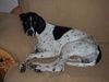 Pointer Foto: Worlds End Amun Midnight Sun (Austria) (ID 44038) Pointer Hund