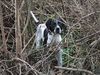 Pointer Hund