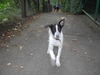 Pointer Foto: Samy 5 Monate (ID 34429) Pointer Hund