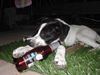 Pointer Foto (ID 34428) Pointer Hund