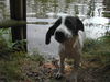 Pointer Foto: Samy (ID 34450) Pointer Hund
