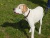 Pointer Foto: Asteri...Endlich Sommer (ID 10390) Pointer Hund