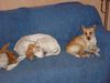 Pointer Foto: Asteri und Bodhi (ID 10353) Pointer Hund