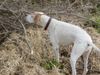 Pointer Foto: Asteri-Da ist doch was im Busche! (ID 10712) Pointer Hund