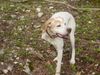 Pointer Foto: Asteri-Auch mit drei Beinen fit wie ein Turnschuh (ID 10709) Pointer Hund