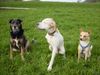 Pointer Foto: Asteri & Co.-Freunde für's Leben (ID 10713) Pointer Hund