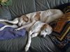 Pointer Foto: Ella und Sina auf dem Sofa (ID 29428) Pointer Hund