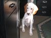 Pointer Foto: Hallo, Leute (ID 17042) Pointer Hund