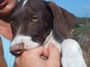 Pointer Foto: Ein armes Pointerwelpen aus einem Tierheim in auf IBIZA-wir haben Sie adoptiert (ID 4758) Pointer Hund