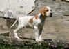 Pointer Foto: Pointer-Welpe Icaro of Falconers Dream (ID 42219) Pointer Hund
