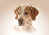 Pointer Foto: Feyla Portrait (ID 38071) Pointer Hund