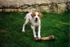 Pointer Foto: Finn of Falconers Dream (ID 15529) Pointer Hund