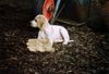 Pointer Foto: Fino of Falconers Dream (ID 15530) Pointer Hund