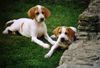 Pointer Foto: Fiona und Finn of Falconers Dream (ID 15531) Pointer Hund