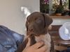 Pointer Foto: Temi 9 Wochen alt aus Spanien (ID 35331) Pointer Hund