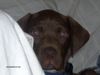 Pointer Foto: Hallo, ich heisse Temi (ID 35338) Pointer Hund