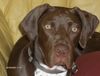 Pointer Foto: So sehe ich mit 7 Monaten aus (ID 35339) Pointer Hund