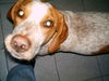 Pointer Foto: süß gucken kann ich, ja so gut (ID 33036) Pointer Hund