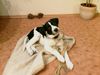 Pointer Foto: Jack, Pointermix 13 Wochen (ID 43486) Pointer Hund