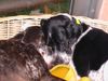 Pointer Foto: Frodo2Jahre&Kelly13Jahre (ID 22704) Pointer Hund