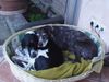 Pointer Foto: Frodo2Jahre&Kelly13Jahre (ID 22705) Pointer Hund
