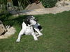 Pointer Foto: Fay ( 14 Jahre u. 8 Monate ) (ID 41747) Pointer Hund