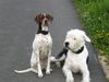 Pointer Foto: Paula mit 'Ehemann Oskar' (ID 18761) Pointer Hund