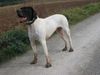 Pointer Foto: Anka durch den Matsch (ID 19493) Pointer Hund