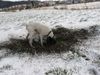Pointer Foto: Ja was ist denn da . . ?? (ID 19494) Pointer Hund