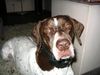 Pointer Foto: Paula aus Andalusien (ID 18760) Pointer Hund