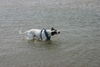 Pointer Foto: Edgar 3jahre bei seiner lieblingsbeschäftigung (ID 32137) Pointer Hund