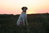 Pointer Foto: Edgar 3jahre (ID 32136) Pointer Hund