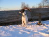 Pointer Foto: Leica (ID 29746) Pointer Hund