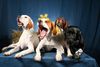 Pointer Foto: World\'s End Pointers (ID 45652) Pointer Hund