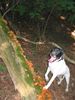Pointer Foto: Anka hat ien Paar leckere Stockschwämmchen gefunden (ID 24781) Pointer Hund