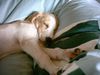 Pointer Foto: Frida (ID 6440) Pointer Hund