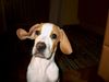 Pointer Foto: hast du was gesagt fraudi ? (ID 35833) Pointer Hund