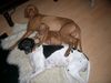 Pointer Foto: Kleines Rudel.. Lico, Ares u. Welpe Tito (ID 7859) Pointer Hund