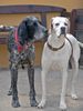 Pointer Foto: Len ist noch zu haben.... (ID 32449) Pointer Hund