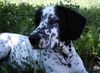 Pointer Foto: Leon im Garten (ID 4141) Pointer Hund