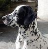 Pointer Foto: Leon (ID 2922) Pointer Hund