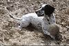 Pointer Foto: Leon (ID 2923) Pointer Hund