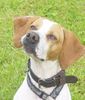 Pointer Foto: *Leona* wartet im Tierheim auf ein neues Zuhause! Schreib mir: tinamilka@yahoo.de!!!! (ID 25627) Pointer Hund